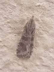 Lepidoptera