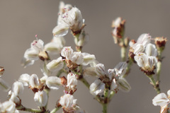 Eriogonum multiflorum