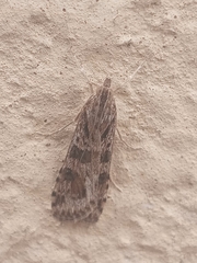 Lepidoptera