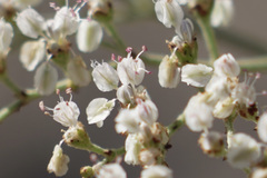 Eriogonum multiflorum