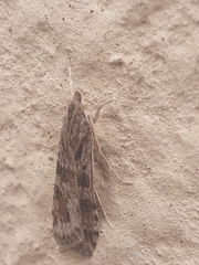 Lepidoptera