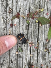 Nicrophorus defodiens