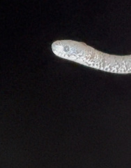 Pareas margaritophorus