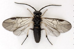 Pristiphora nigriceps