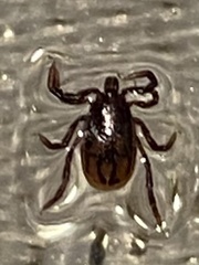 Ixodes