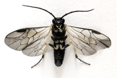 Pristiphora nigriceps