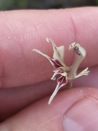 Image of Gladiolus permeabilis by (c) Ricus Nel, some rights reserved (CC BY)
