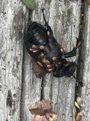 Nicrophorus defodiens