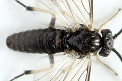 Pristiphora nigriceps