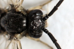 Pristiphora nigriceps