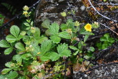 Potentilla asperrima