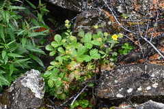 Potentilla asperrima
