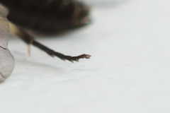 Pristiphora nigriceps