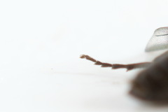 Pristiphora nigriceps