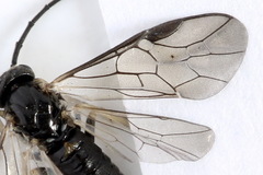 Pristiphora nigriceps