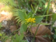 Solidago rugosa