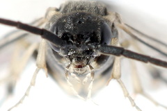 Pristiphora nigriceps