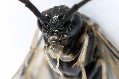 Pristiphora nigriceps