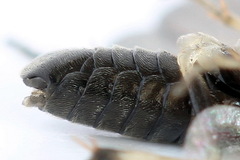 Pristiphora nigriceps