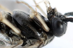 Pristiphora nigriceps