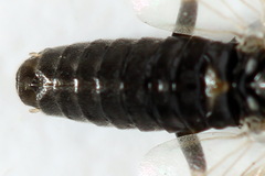 Pristiphora nigriceps