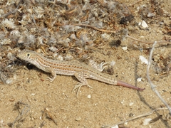 Acanthodactylus boskianus