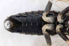 Pristiphora nigriceps