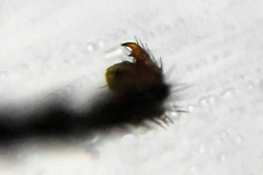 Pristiphora nigriceps