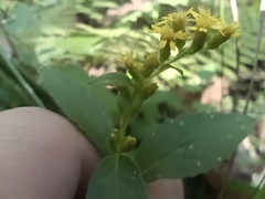Solidago rugosa