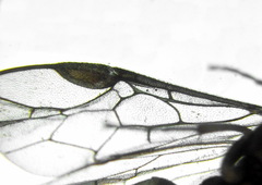 Pristiphora nigriceps