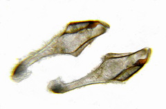 Pristiphora nigriceps