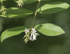 Ligustrum obtusifolium