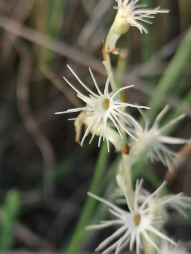 Image of Holothrix randii by (c) Ricus Nel, some rights reserved (CC BY)