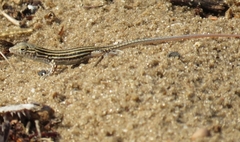 Acanthodactylus boskianus
