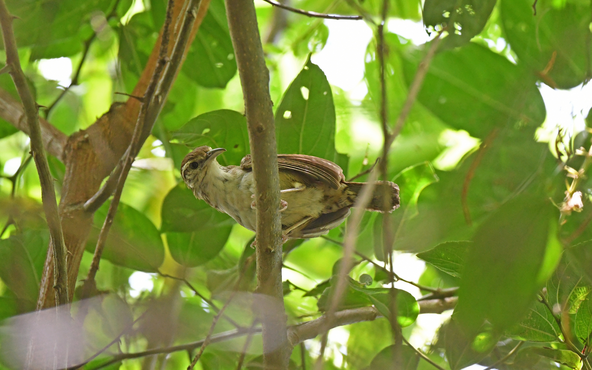 Antioquia Wren illustration