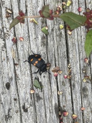 Nicrophorus defodiens