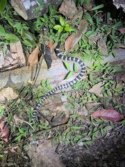 Bungarus multicinctus