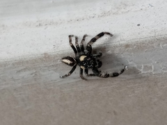 Araneae