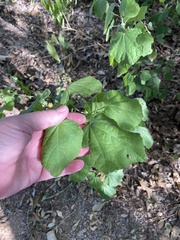 Malvaviscus arboreus