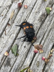Nicrophorus defodiens
