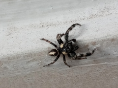 Araneae
