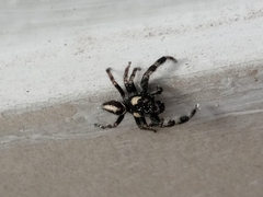 Araneae
