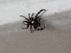 Araneae