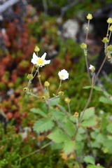 Drymocallis inquinans