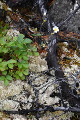 Drymocallis inquinans