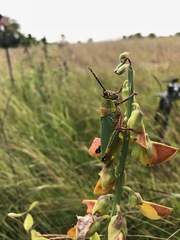 Zonocerus variegatus