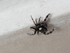 Araneae