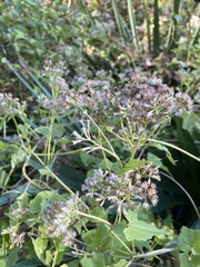 Eupatorieae