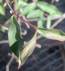 Thyrsanthella difformis