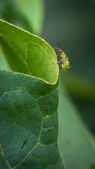 Diabrotica speciosa